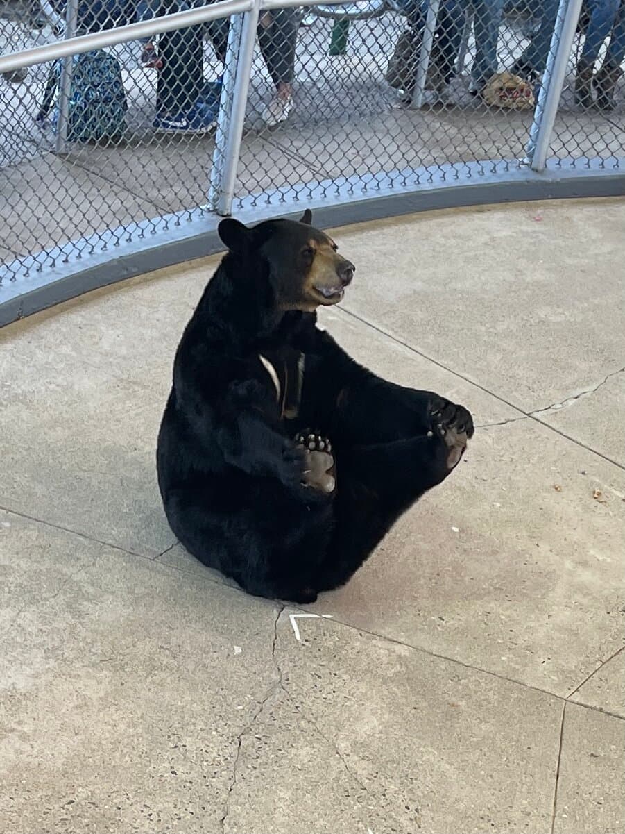 Black bear at Clark's Bears attraction