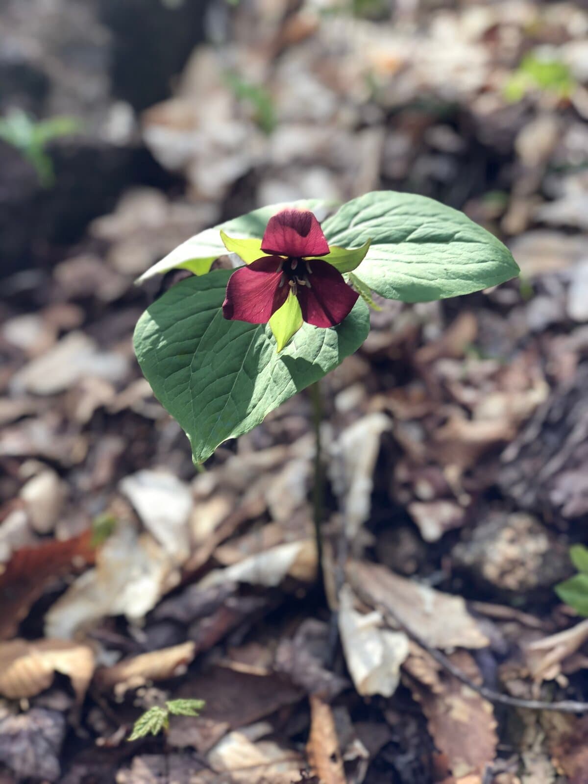 Red trillium wildflower blooming on the forest floor