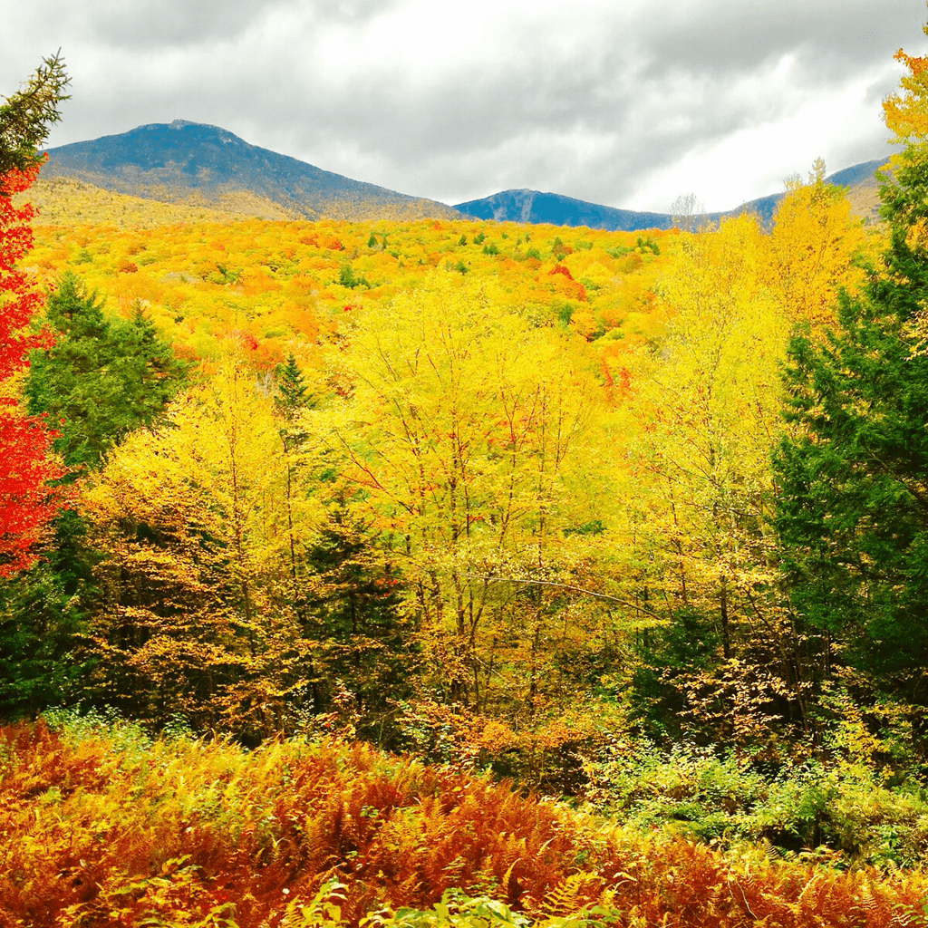 Scenic mountain road with covered bridge and fall foliage